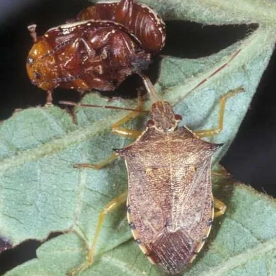 thumbnail for publication: Spined Soldier Bug, Podisus maculiventris (Say) (Insecta: Hemiptera: Pentatomidae)